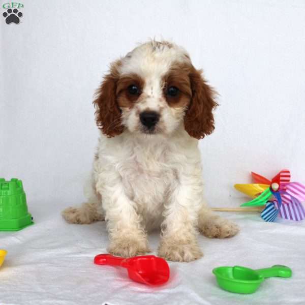 Loren, Cavapoo Puppy